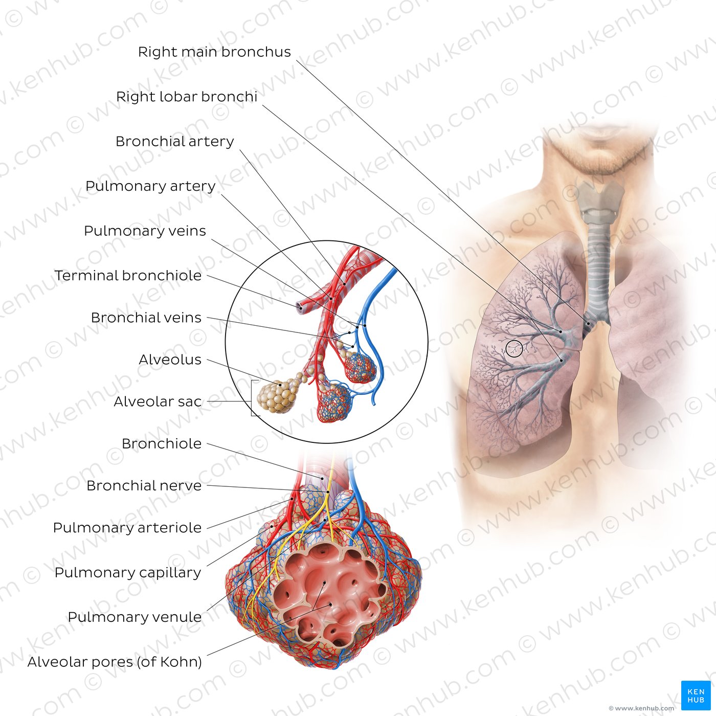 Bronchioles and alveoli