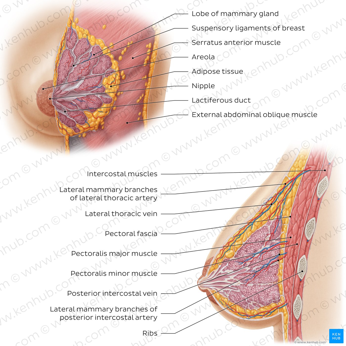 Female breast structure