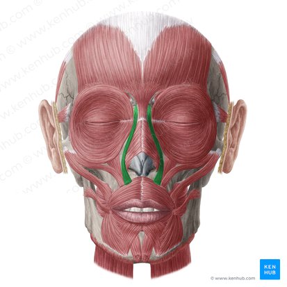 Músculo levantador do lábio superior e da asa do nariz (Musculus levator labii superioris alaeque nasi); Imagem: Yousun Koh