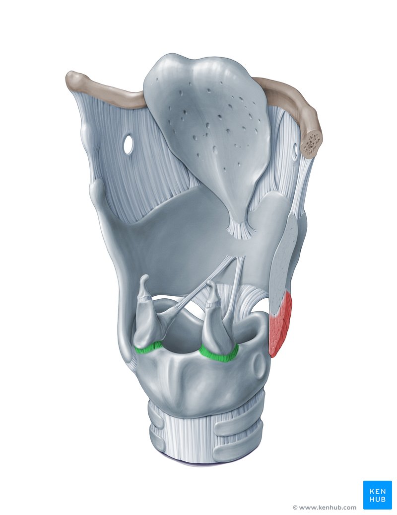 Cricoarytenoid joint (Articulatio cricothyroidea)