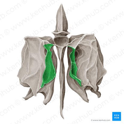 Superior nasal concha of ethmoid bone (Concha superior nasi ossis ethmoidalis); Image: Samantha Zimmerman