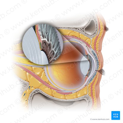 Musculus sphincter pupillae iridis (Schließmuskel des Sehlochs); Bild: Paul Kim