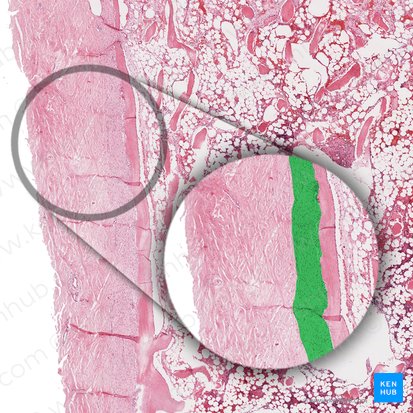 Stratum osteogenicum periostei (Innere Schicht der Knochenhaut); Bild: 