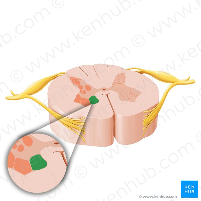 Núcleos motores mediais da medula espinal (Nuclei motorii mediales nervorum spinalium); Imagem: Paul Kim