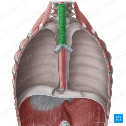 Trachée (Trachea); Image : Yousun Koh