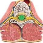 Rückenmark (Medulla spinalis)