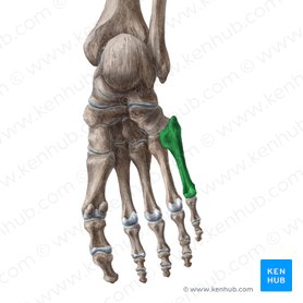 5th metatarsal bone (Os metatarsi 5); Image: Liene Znotina
