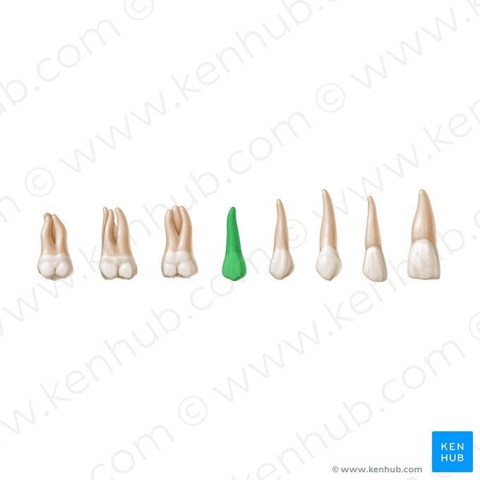 Segundo premolar (Dentis premolaris 2); Imagen: Paul Kim