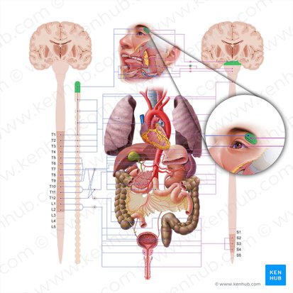 Lacrimal gland (Glandula lacrimalis); Image: Paul Kim