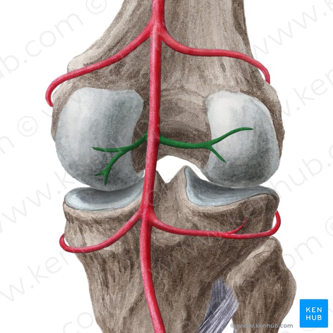 Sural arteries (Arteriae surales); Image: Liene Znotina