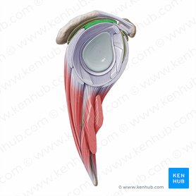 Supraspinatus muscle (Musculus supraspinatus); Image: Paul Kim