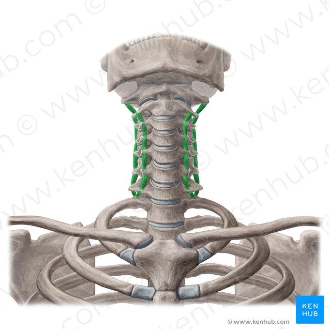 Músculos intertransversos del cuello (Musculi intertransversarii colli); Imagen: Yousun Koh