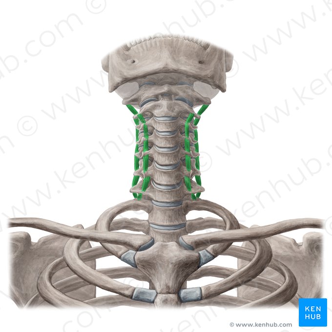 Intertransversarii colli muscles (Musculi intertransversarii colli); Image: Yousun Koh