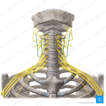 Asa cervical (Ansa cervicalis); Imagen: Yousun Koh