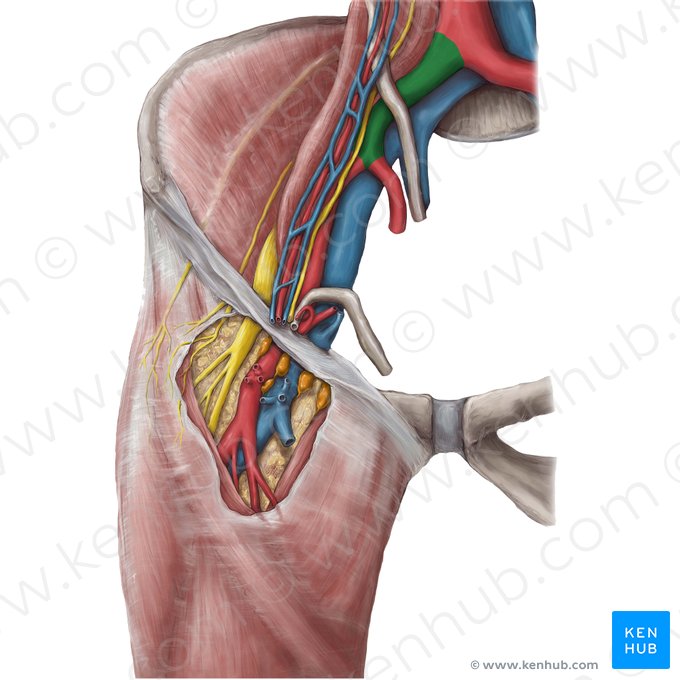Common iliac artery (Arteria iliaca communis); Image: Hannah Ely