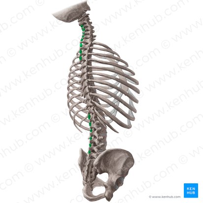 Interspinales muscles (Musculi interspinales); Image: Yousun Koh