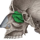 Ethmoid bone