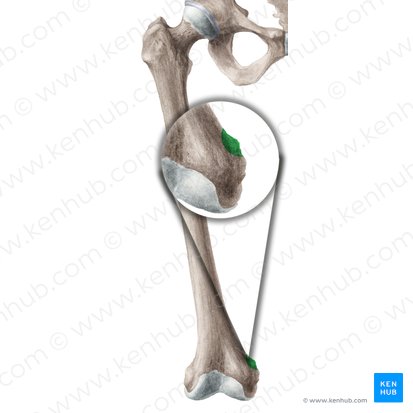 Adductor tubercle of femur (Tuberculum adductorium ossis femoris); Image: Liene Znotina