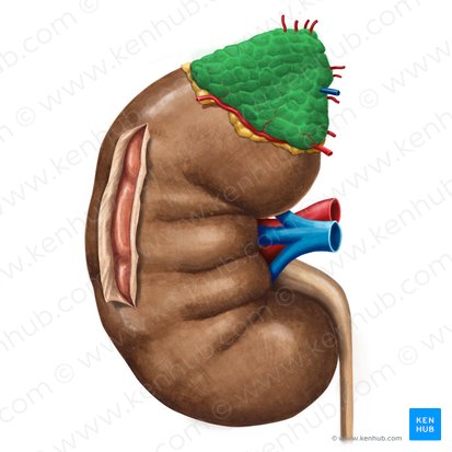 Glândula suprarrenal (Glandula suprarenalis); Imagem: Irina Münstermann