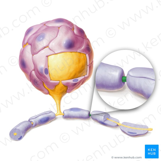 Nodus interruptionis myelini (Ranvier-Schnürring); Bild: Paul Kim