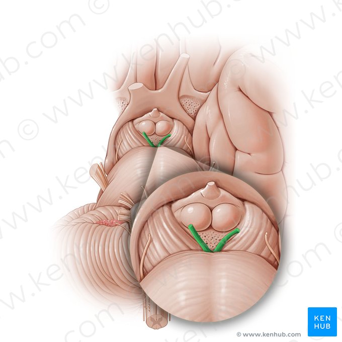 Oculomotor nerve (Nervus oculomotorius); Image: Paul Kim