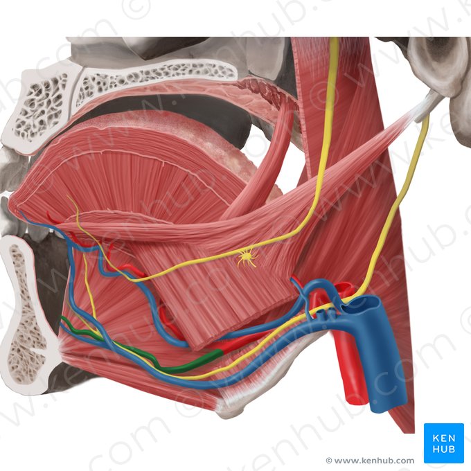 Sublingual artery (Arteria sublingualis); Image: Begoña Rodriguez