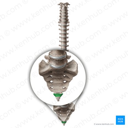 Vertebra Co1 (Wirbel Co1); Bild: Paul Kim