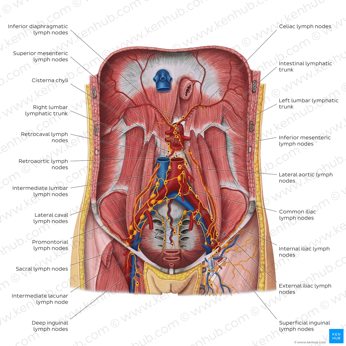 Lymphatics of the posterior abdominal wall