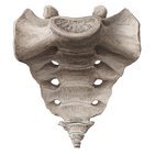 Sacrum et coccyx