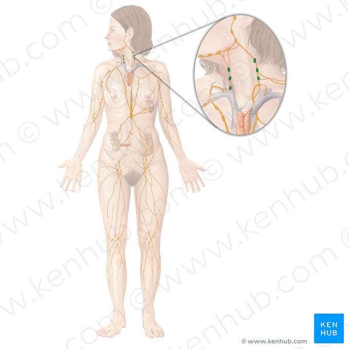 Ganglios linfáticos cervicales (Nodi lymphoidei cervicales); Imagen: Begoña Rodriguez