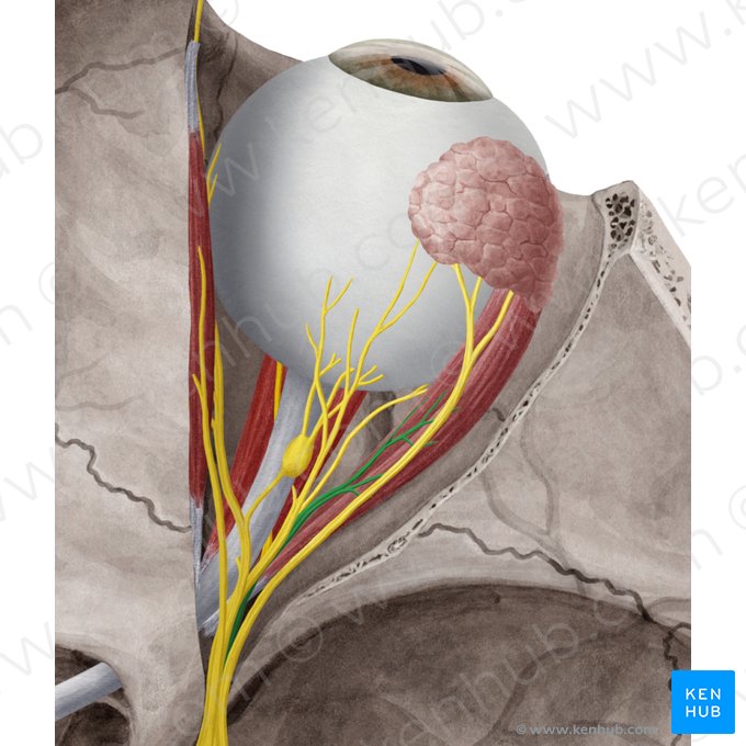 Abducens nerve (Nervus abducens); Image: Yousun Koh
