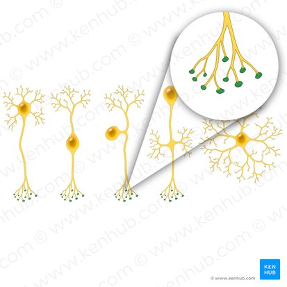 Terminal bouton of axon (Bulbuli terminales axonis); Image: Paul Kim