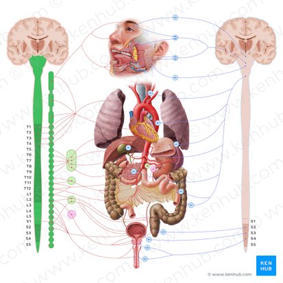 Sympathetic nervous system (Systema nervosum sympathicum); Image: Paul Kim