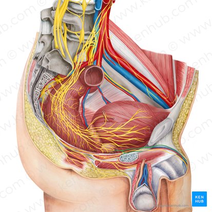 Nervi cavernosi penis (Schwellkörpernerven des Penis); Bild: Irina Münstermann