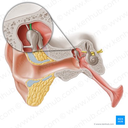 Superior ligament of malleus (Ligamentum superius mallei); Image: Paul Kim