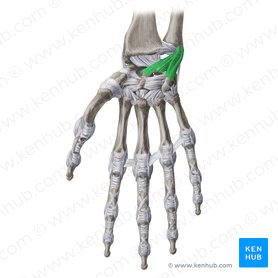 Palmar ulnocarpal ligament (Ligamentum ulnocarpeum palmare); Image: Yousun Koh