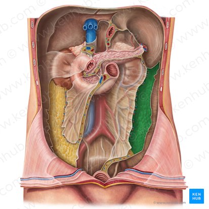 Descending colon (Colon descendens); Image: Irina Münstermann