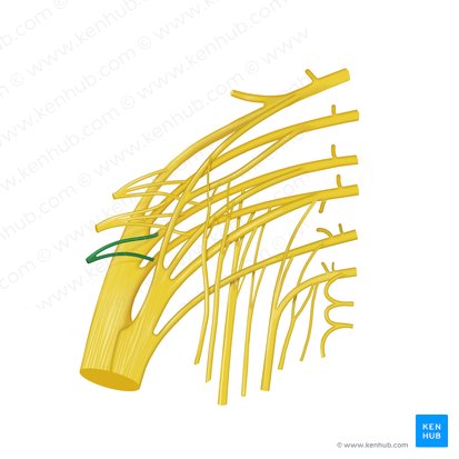 Nerve to piriformis muscle (Nervus musculi piriformis); Image: Begoña Rodriguez