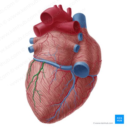 Inferior vein of left ventricle (Vena inferior ventriculi sinistri); Image: Yousun Koh