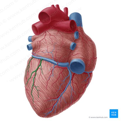 Veia posterior do ventrículo esquerdo (Vena inferior ventriculi sinistri); Imagem: Yousun Koh