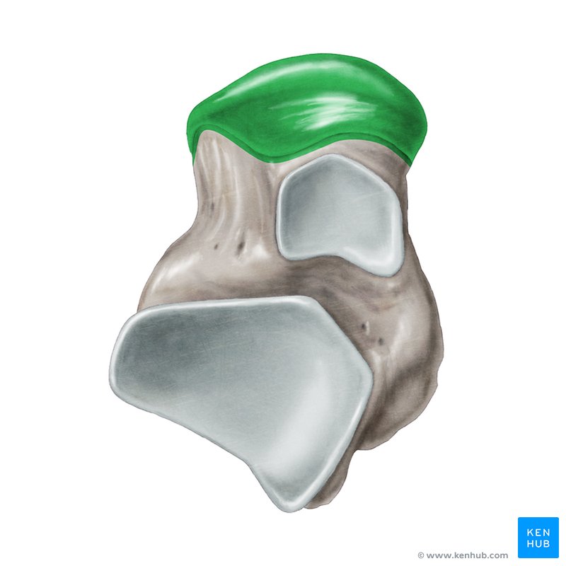 Head of talus - cranial view