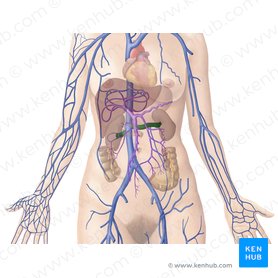 Urinary system: Organs, anatomy and clinical notes | Kenhub