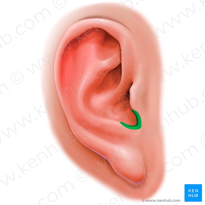 Incisura intertrágica de la oreja (Incisura intertragica auriculae); Imagen: Paul Kim