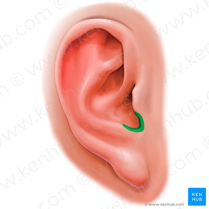 Incisura intertrágica auricular (Incisura intertragica auriculae); Imagem: Paul Kim