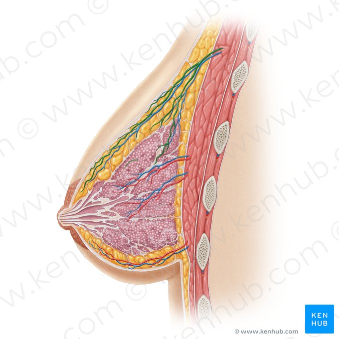 Lateral mammary branches of lateral thoracic artery (Rami mammarii laterales arteriae thoracicae lateralis); Image: Samantha Zimmerman