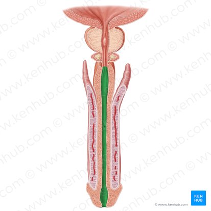 Uretra esponjosa (Pars spongiosa urethrae); Imagem: Samantha Zimmerman