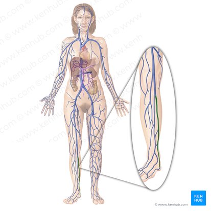 Vena tibial posterior (Vena tibialis posterior); Imagen: Begoña Rodriguez