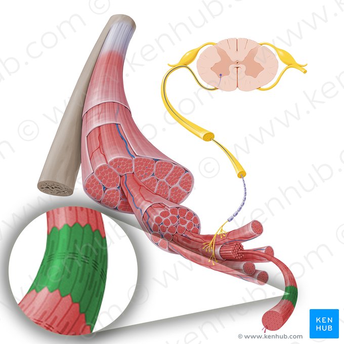 Sarcomere (Sarcomerum); Image: Paul Kim