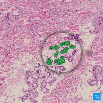 Sweat gland (Glandula sudorifera); Image: 