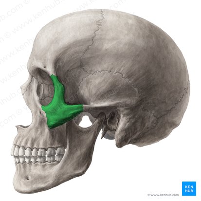 Hueso cigomático (Os zygomaticum); Imagen: Yousun Koh
